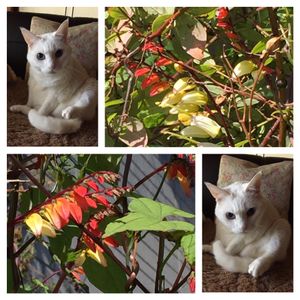 秋の昼顔,花壇,ネコのいる暮らし,小さい庭,にゃんにゃん祭り✨の画像