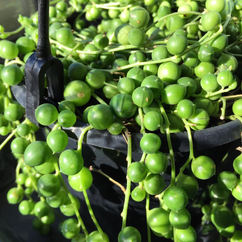 グリーンネックレスの挿し木 Greensnap グリーンスナップ