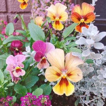 ビオラ  アンティコの画像 by ベティさん | 玄関とビオラ  アンティコと黄色の花が好きと可愛いピンクのお花と植中毒とオレアリア  リトルスモーキーと花のある暮らし
