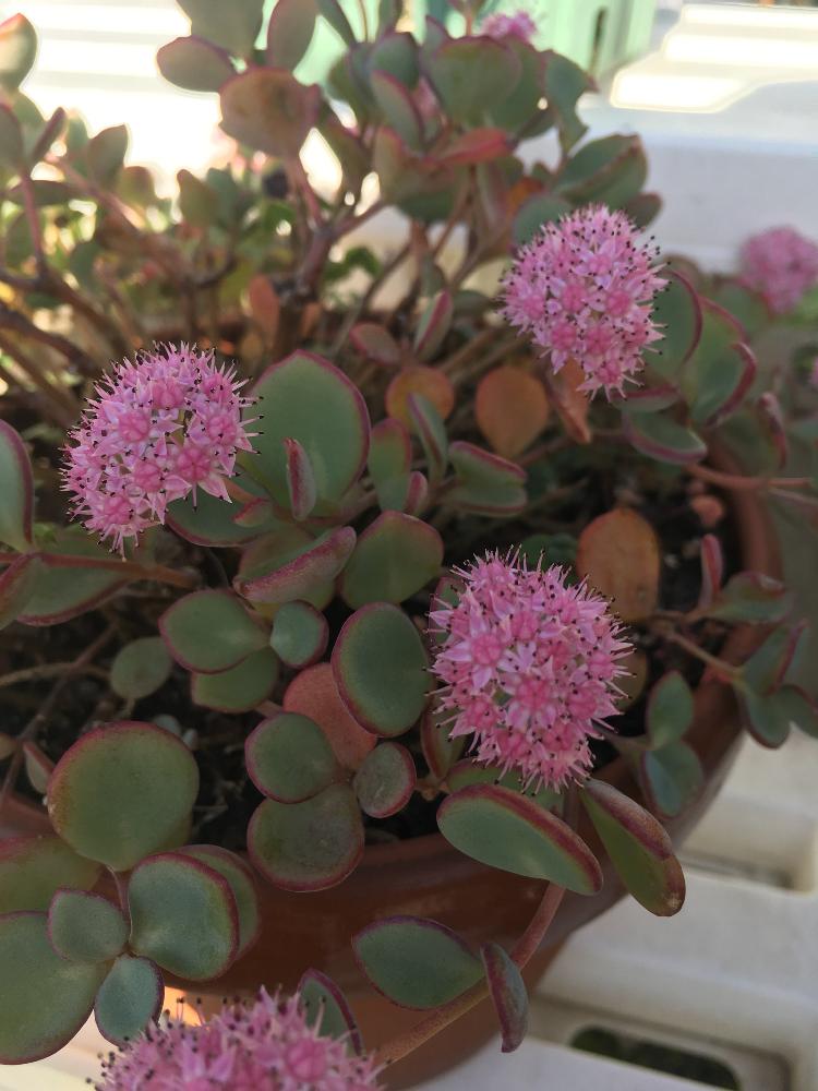 すべての花の画像 新着ミセバヤ 花束