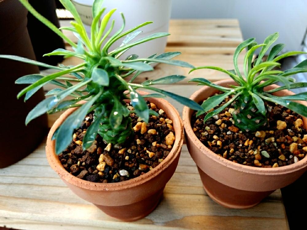 パイナップルコーンの投稿画像 By Angle8さん 蘇鉄キリンと蘇鉄麒麟とソテツキリンと株分けとパイナップルコーン と植え替えとソテツ麒麟 18月10月21日 Greensnap グリーンスナップ