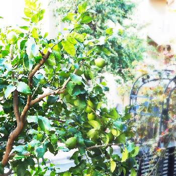 秋のガーデニングコンテスト2018の画像 by レモンとすだちさん | 小さな庭とレモンとグリーンのある暮らしとありがとう♡と秋のガーデニングコンテスト2018と今日の一枚と埼玉と植物がある暮らしと『秋を感じる』フォトコンテスト