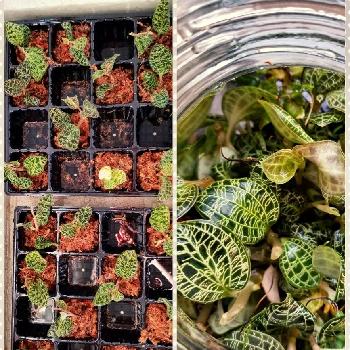 秋のガーデニングコンテスト2018の画像 by ✿こるふぁーむ✿ FingerLimeJapanさん | 階段/廊下とジュエルオーキッド類とジュエルオーキッド マコデスペトラと元気いっぱいと植物とワンニャンに癒されると植物と暮らすと観葉植物と植物と共に暮らすとGreen&PETを愛する会とGS映えと秋のガーデニングコンテスト2018とGS日和とハートのある暮らしと植中毒と今日の一枚と不思議と小さな幸せ♡とナチュラルスタイルと珍奇植物と花のある暮らしと『インテリアグリーン』フォトコンテスト2018と『秋を感じる』フォトコンテスト