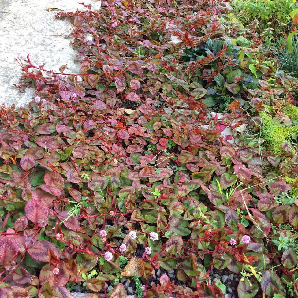 ポリゴナム ヒメツルソバ の投稿画像 By あおいねこさん 秋の訪れとピンク ピンクと秋色と紅葉 こうよう と北海道とグランドカバー 18月10月22日 Greensnap グリーンスナップ