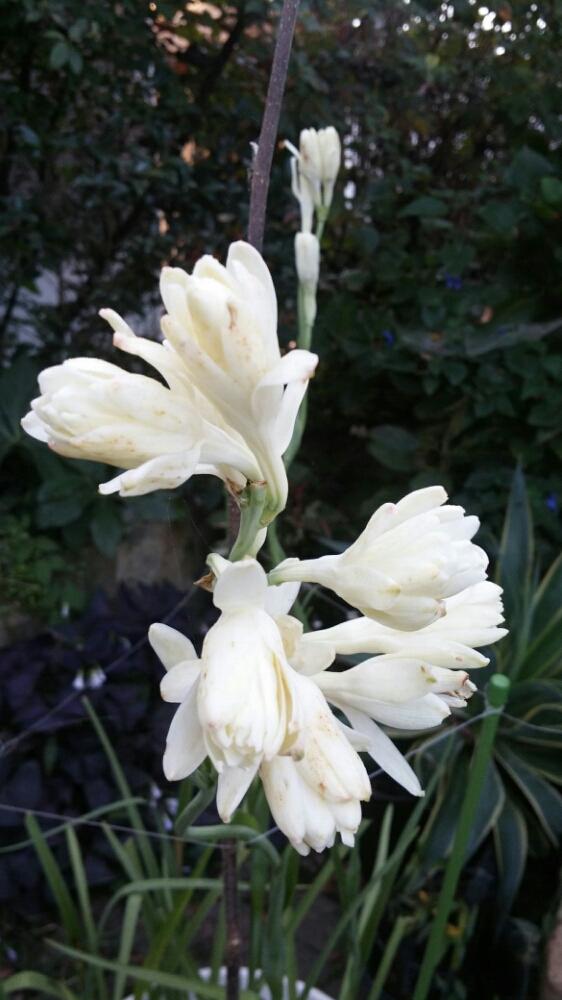 チューベローズの投稿画像 By はてはぁなさん グングン成長と蕾から開花までが長いと香水の花と大好き ʾʾと白い花とこのお花に と花のある暮らし 18月10月22日 Greensnap グリーンスナップ