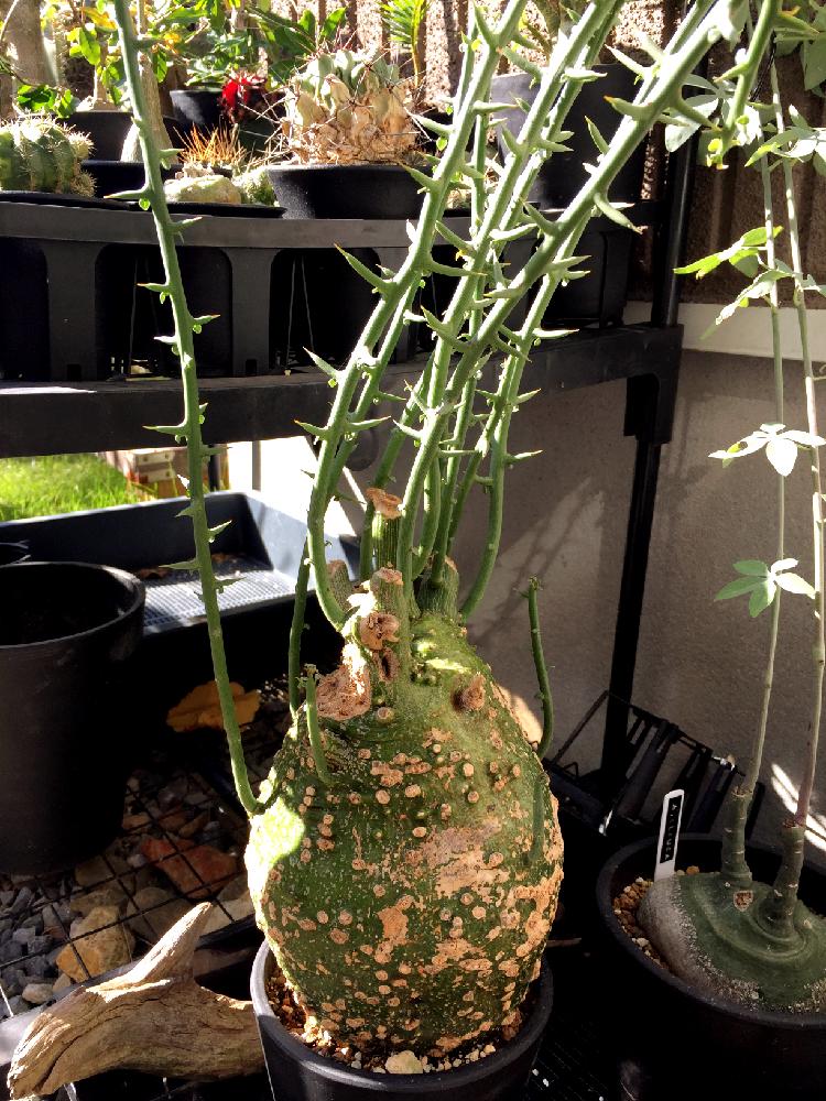 アデニア グロボーサ 発根済み - 植物/観葉植物