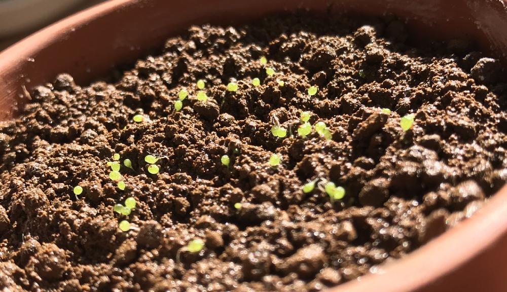 ブルゲリの投稿画像 By 1bさん ひなたぼっことお日様にキラキラとタニパトと多肉ベビーと多肉植物とヤフオクと千葉タニラー 18月10月22日 Greensnap グリーンスナップ