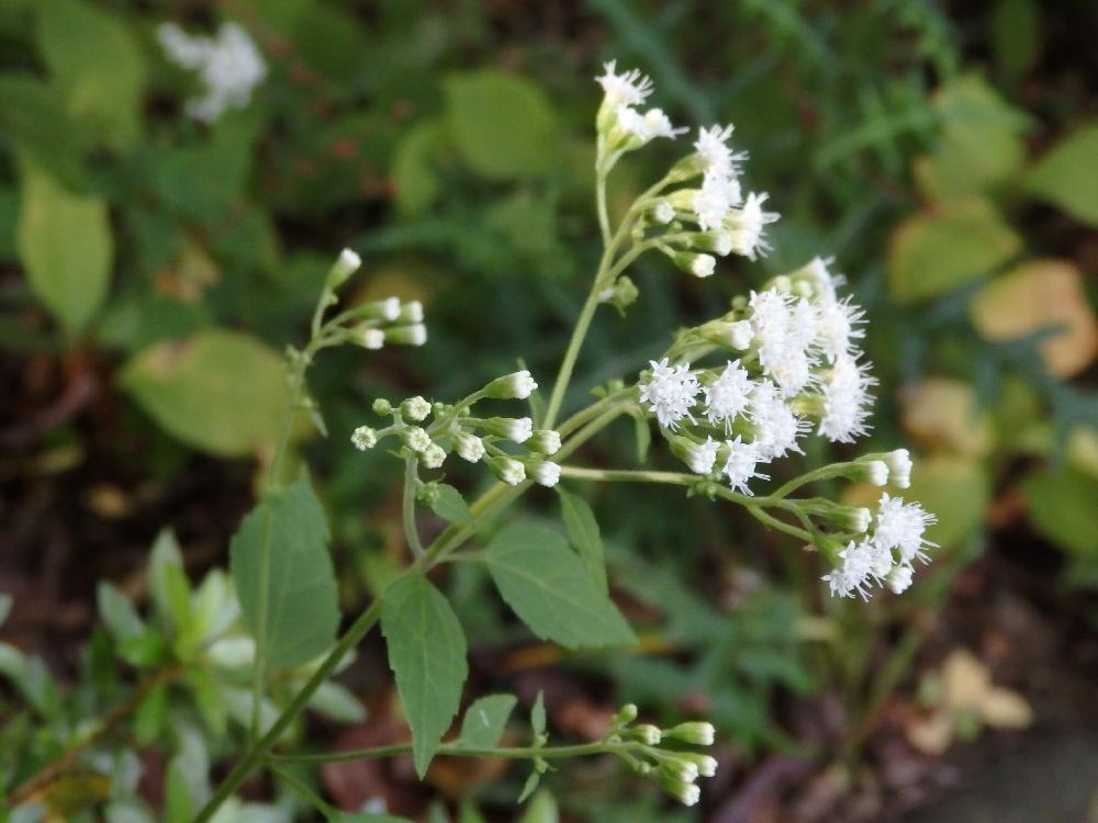 マルバフジバカマの投稿画像 By 五味山登羅図さん キク科とアゲラティナ属とキク科とアゲラティナ属 18月10月22日 Greensnap グリーンスナップ Greensnap グリーンスナップ