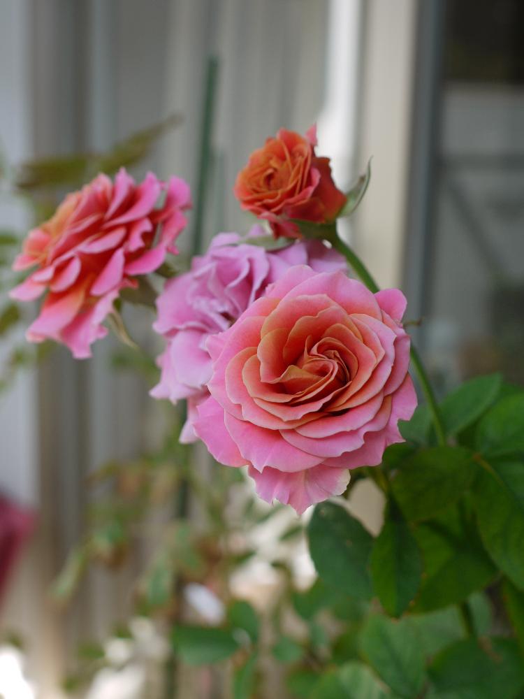 薔薇 バラ苗 接木苗 上海ガール つぼみと花がたくさんある苗 - 植物