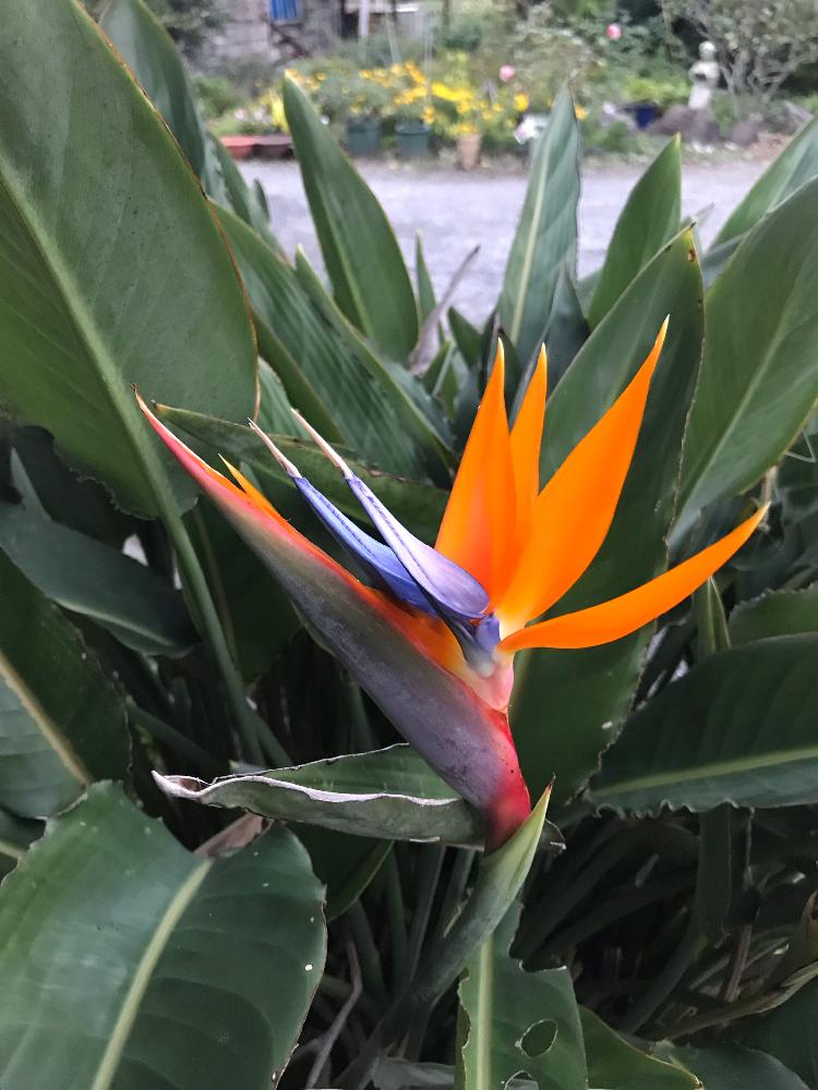 極楽鳥花 に似た花 極楽鳥花 に似た花