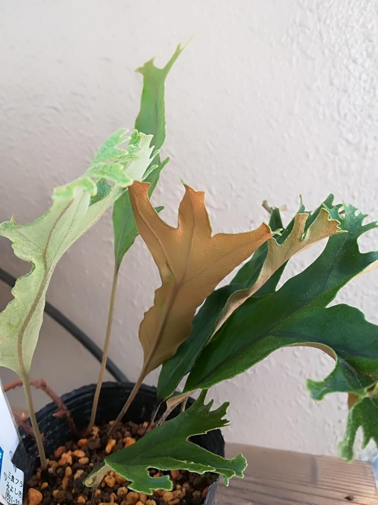 シダ類ヒトツバの投稿画像 By ハイジさん 18月10月22日 Greensnap グリーンスナップ