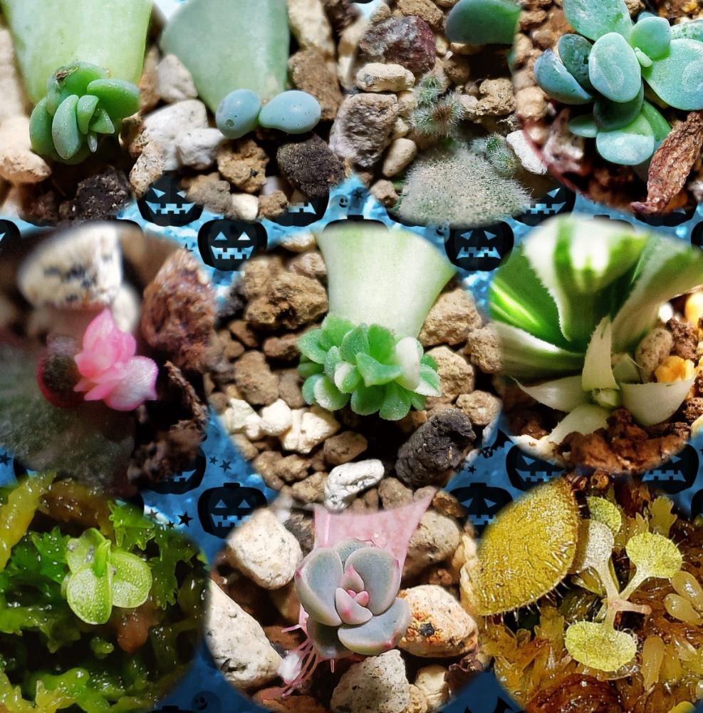 多肉植物の投稿画像 By 熊みたいな熊さん 観葉植物と食虫植物と食虫植物 ヒンギキュラと室内栽培専門とハオルチア属と草植系男子とモウセンゴケ類と赤ちゃん祭りとタニラーと斑入り葉っぱと珍奇植物とタニク初心者と葉挿しとled栽培 18月10月22日 Greensnap