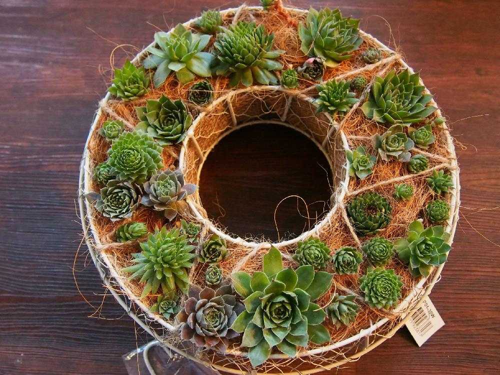 調整中センペルビウム リース❺16cm