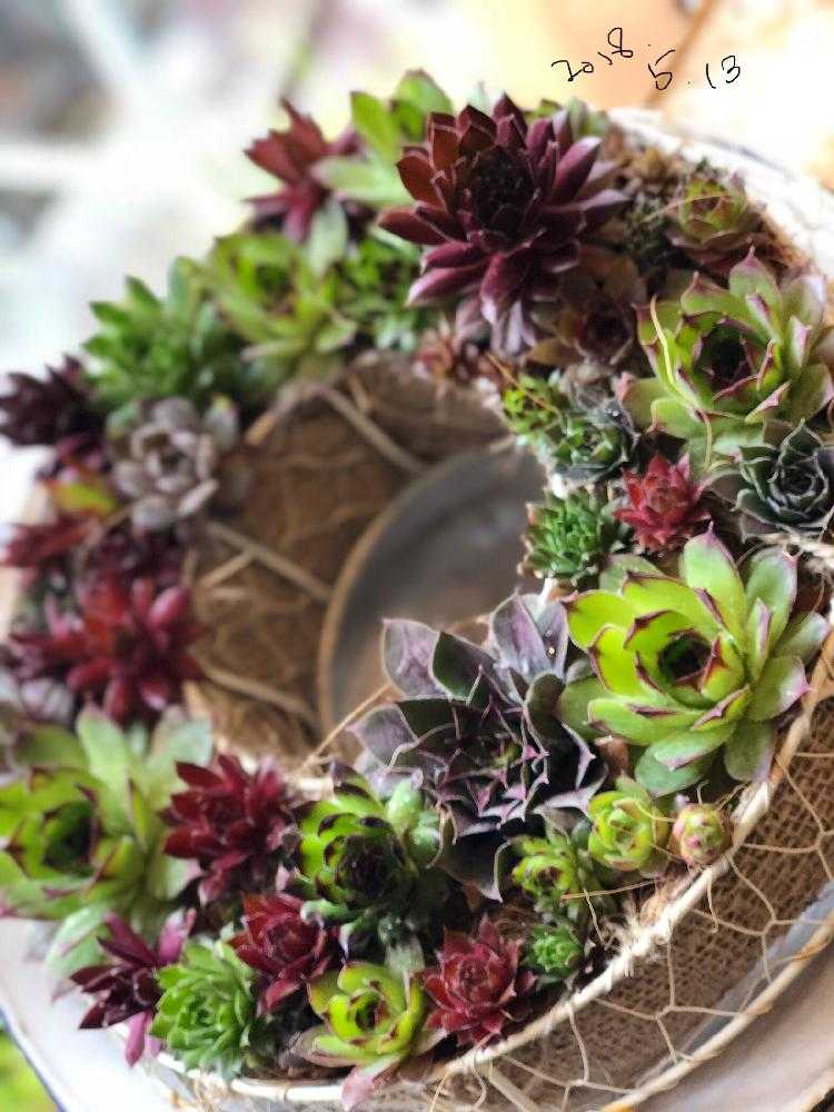 調整中センペルビウム リース① 16cm 調整中センペルビウム リース① 16cm