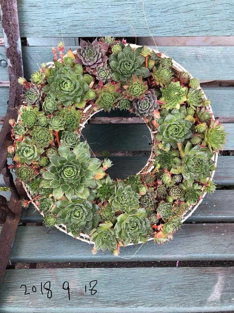 調整中センペルビウム リース❺16cm