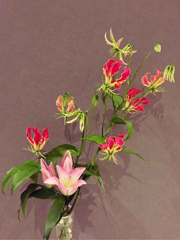 ユリの投稿画像 By さくらこさん グロリオサとドラセナと花のある暮らしと切り花とエントランスと花のある暮らしと切り花 18月10月23日 Greensnap グリーンスナップ Greensnap グリーンスナップ