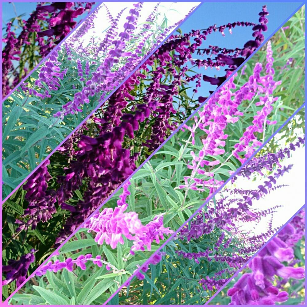 アメジストセージの投稿画像 By Silviaさん シソ科と花のある暮らしとサルビアレウカンサとお出かけ先とシソ科と花のある暮らし 18月10月23日 Greensnap グリーンスナップ Greensnap グリーンスナップ