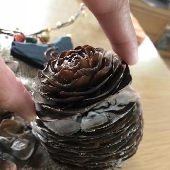 ヒマラヤスギのまつぼっくりの投稿画像一覧 Greensnap グリーンスナップ