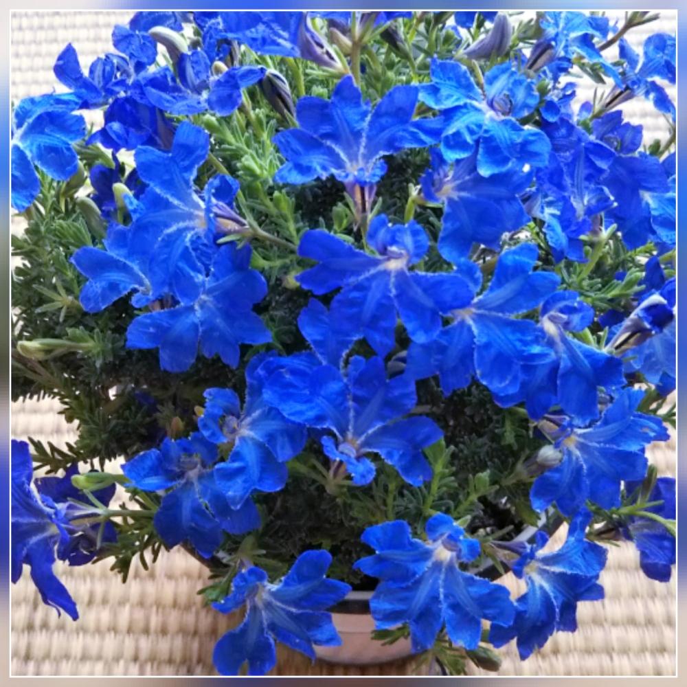 ハツコイソウの投稿画像 By もてちゃんさん ありがとう とお気に入り とブルーのお花と癒される と花のある暮らしと部屋と青い花マニアとありがとう とお気に入り とブルーのお花と癒される と花のある暮らしと青い花マニア 18月10月23日