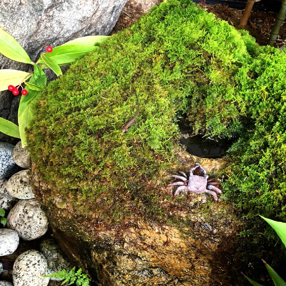 苔庭の投稿画像 By 椿さん ゆるっと苔愛好会と普及シダを愛でる会といいね ありがとうと苔 コケ と小さな庭とお庭と暮らすと苔庭とゆるっと苔 愛好会と普及シダを愛でる会といいね ありがとうと苔 コケ とお庭と暮らす 18月10月23日 Greensnap グリーン