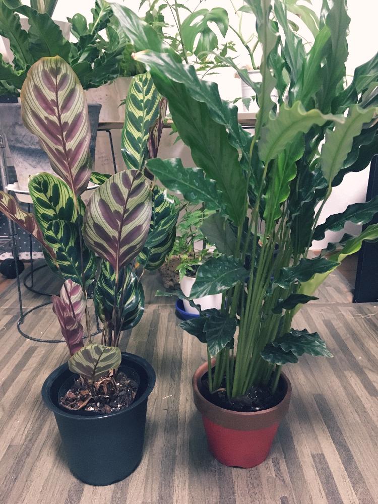 カラテア マコヤナの投稿画像 By Jokerさん カラテア ルフィバルバとアスプレニウム コブラとウラボシ科と癒しと緑のある暮らしとカラテア属とシダ植物と珍奇植物と インテリアグリーン フォトコンテスト18とリメイク鉢 18月10月23日 Greensnap グリーン