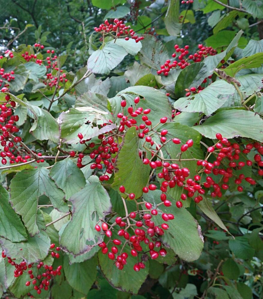 ガマズミの投稿画像 By さちべさん お出かけ先と大好きな植物とおさんぽとガマズミの実と近くの公園でと花のある暮らしと大好きな植物とおさんぽとガマズミの 実と近くの公園でと花のある暮らし 18月10月24日 Greensnap グリーンスナップ Greensnap