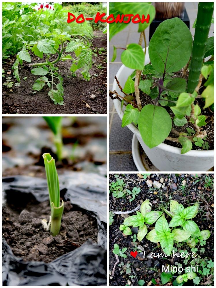 バジルの投稿画像 By Toshi722さん ナスとニンニクとミニトマトとこぼれ種から発芽と家庭菜園と岐阜県と発芽と畑の片隅でと家庭菜園奮闘日記と美濃市 18月10月24日 Greensnap グリーンスナップ