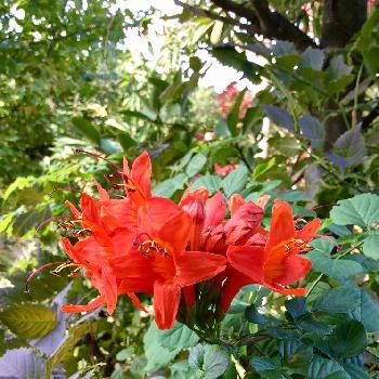 ヒメノウゼンカズラ。の画像 by 8787さん | 小さな庭と花のある暮らしと植中毒とヒメノウゼンカズラ。と植物のある暮らし