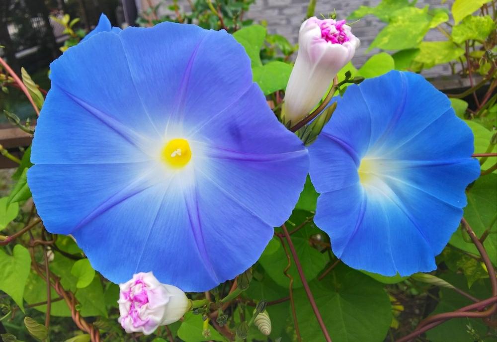 琉球朝顔の投稿画像 By Chacoさん 琉球アサガオ オーシャンブルーとブルーの花と元気いっぱいと綺麗なお花 18月10月24日 Greensnap グリーンスナップ