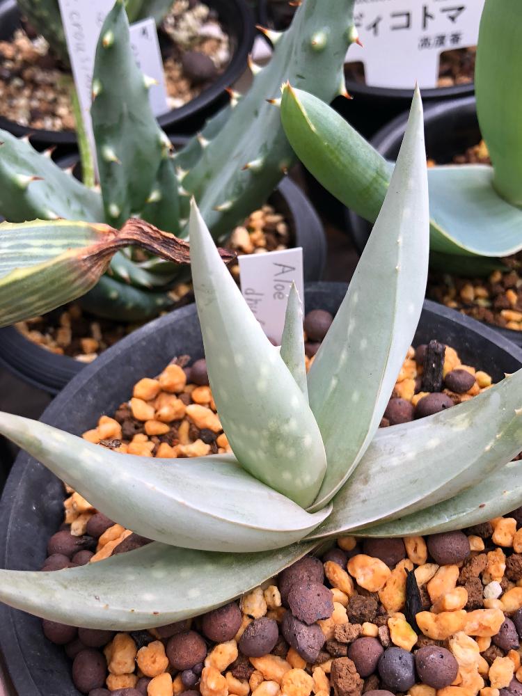 アロエ デュファレンシスの投稿画像 By ガクナンさん アロエ属と多肉植物と珍奇植物と観葉植物 18月10月24日 Greensnap グリーンスナップ