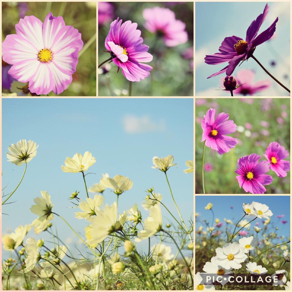 お出かけ先の投稿画像 By Tirolchocoさん コスモス畑とクリーム色のコスモスと綺麗な空と綺麗と花のある暮らしと可愛いピンク色 とコスモスの花と コスモス畑とクリーム色のコスモスと綺麗な空と綺麗と花のある暮らしと可愛いピンク色 とコスモスの花 18月10月24日