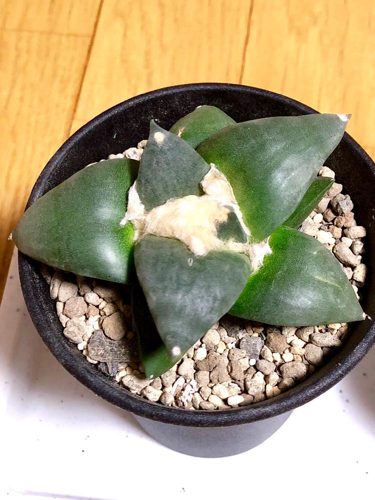 アリオカルプスの投稿画像 By 大福 もこもこ さん 花牡丹とオホーツク的さぼてん道と多肉植物とサボテン科と栽培記録とタニラーと北海道と多肉初心者とiphone撮影 18月10月24日 Greensnap グリーンスナップ