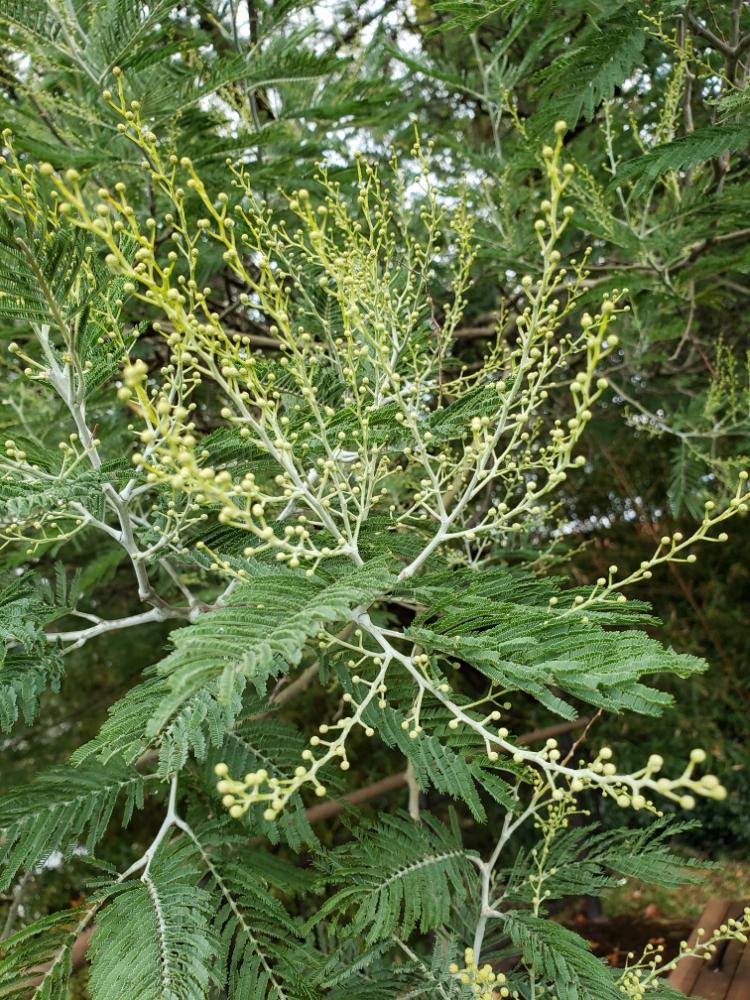 フサアカシアの投稿画像 By オキザックさん アカシア属とマメ科とお出かけ先とアカシア属とマメ科 18月10月25日 Greensnap グリーンスナップ Greensnap グリーンスナップ