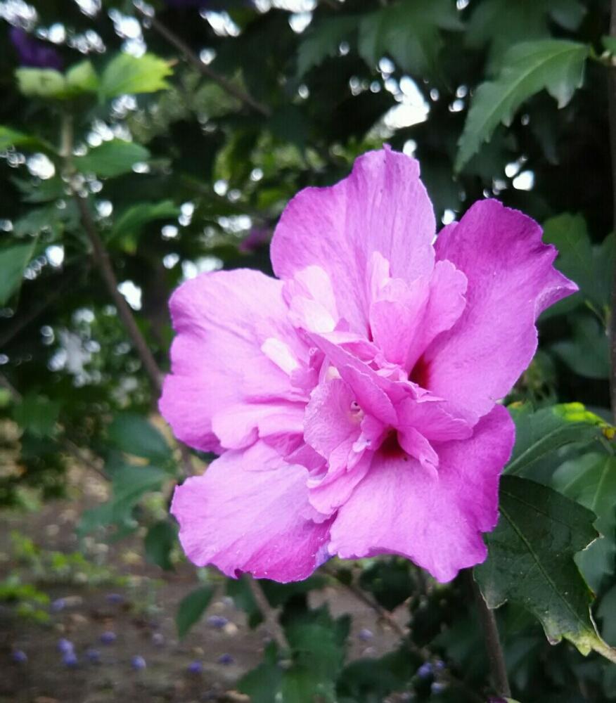 ムクゲの投稿画像 By あおぞらさん ピンクの花と花木と緑のある暮らしとピンク色の花と花のある暮らしとお花と秋の花 18月10月25日 Greensnap グリーンスナップ