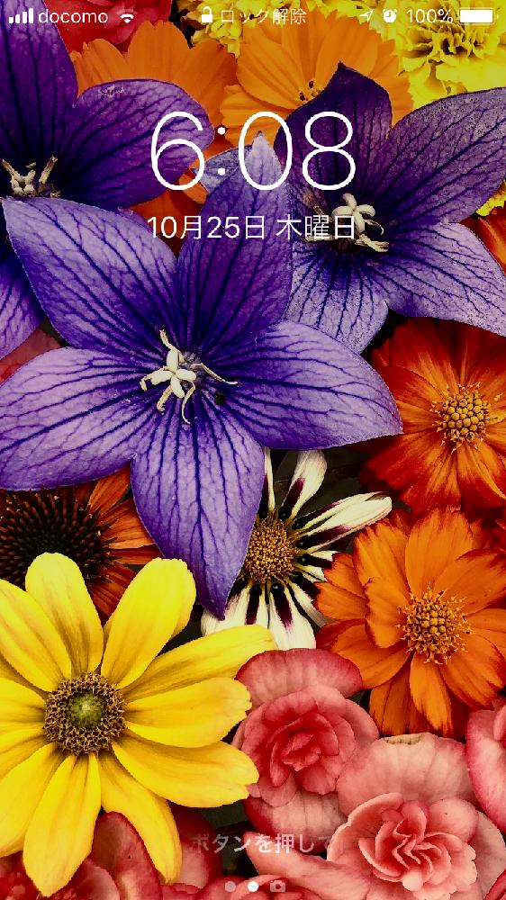 沢山のお花の投稿画像 By Kimikimiさん スマホ撮影と壁紙と真上から と美花と壁紙祭りと花遊びと18壁紙祭り秋 18月10月 25日 Greensnap グリーンスナップ