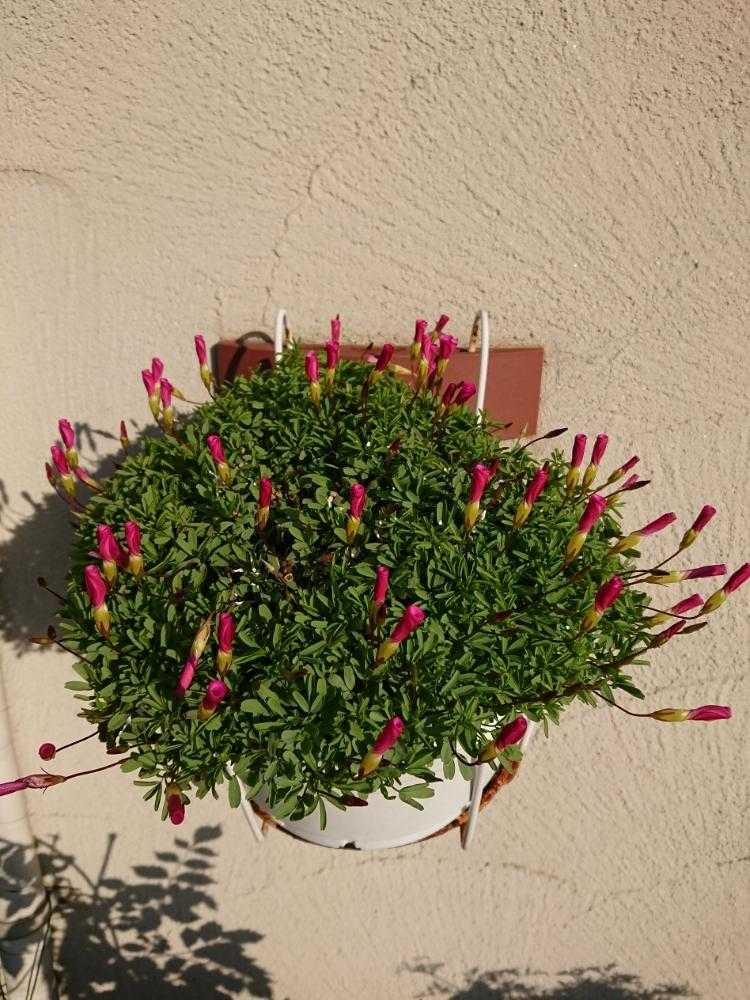 オキザリス　桃の輝き オキザリス桃の輝き｜園芸日記byrumikoh｜みんなの趣味の園芸｜775866