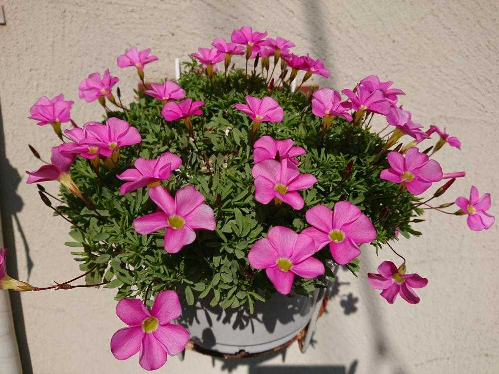 オキザリス✨桃の輝き｜🍀GreenSnap（グリーンスナップ）