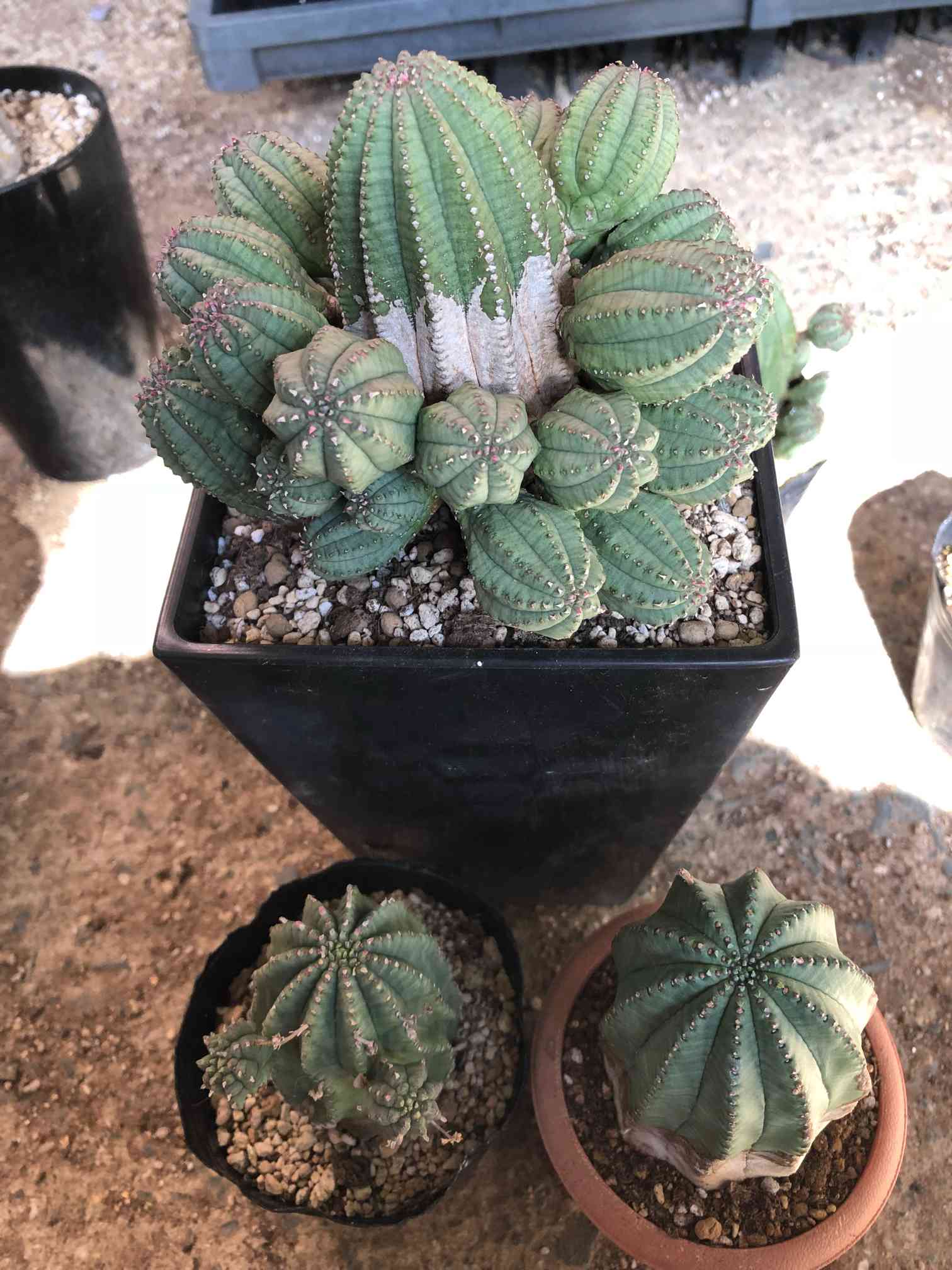 ユーフォルビア・インファウスタ | 多肉植物・特別な鉢の販売