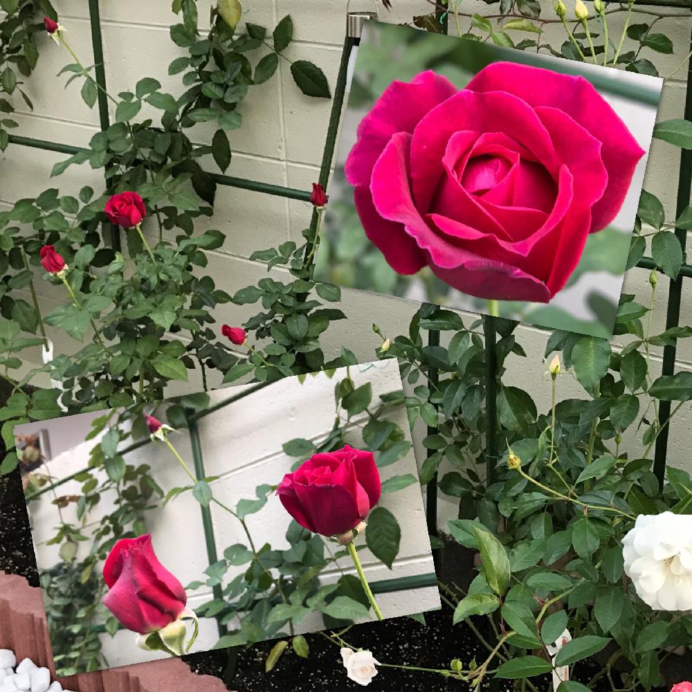 ゲーテローズの投稿画像 By しゅしゅさん アイスバーグと小さな庭とばら バラ 薔薇と手作りの庭と花のある暮らしとバラのつぼみとiphone撮影とばら バラ 薔薇と手作りの庭と花のある暮らしとバラのつぼみとiphone撮影 18月10月25日 Greensnap グリーンスナップ