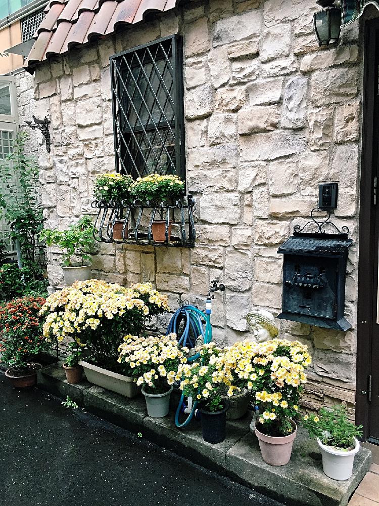 鉢植えのお花の投稿画像 By マミさん 雨に輝くとステキな玄関前とご近所と花のある暮らしとステキなお店とプールへ行く道と玄関前とウォーキングの楽しみ 18月10月25日 Greensnap グリーンスナップ