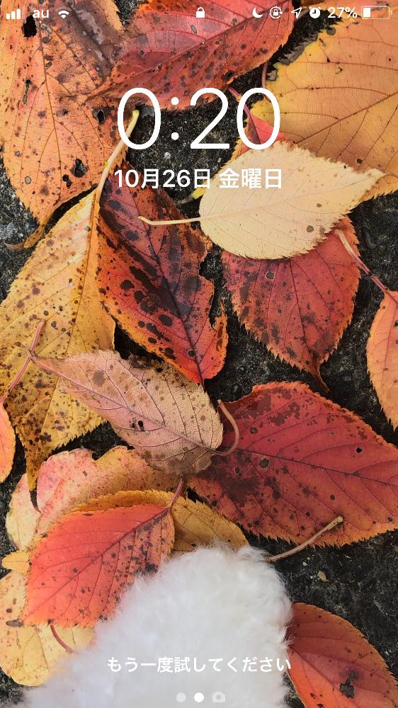 千葉県の投稿画像 By 花ママ さん 壁紙祭りとトイプードルのわたと我が家のペットと可愛いと18壁紙祭り秋 18月10月26日 Greensnap グリーンスナップ