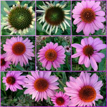 エキナセア プルプレアの投稿画像一覧 Greensnap グリーンスナップ