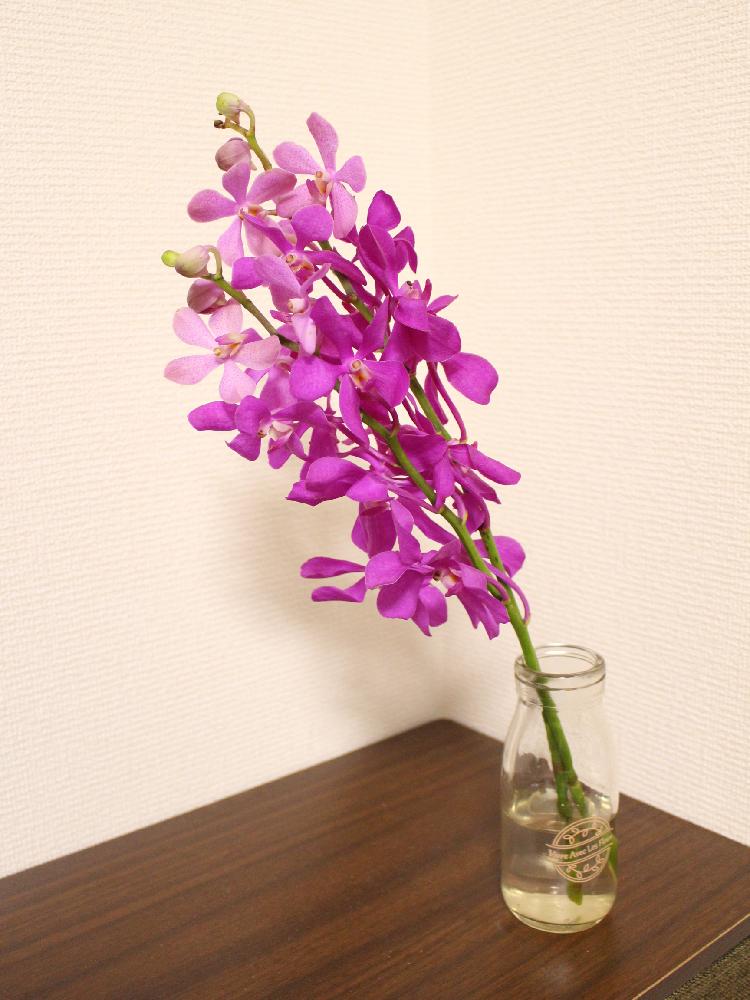 みきていさんの投稿画像 18月10月26日 Greensnap グリーンスナップ みきていさんの投稿画像 18月10月26日 Greensnap グリーンスナップ