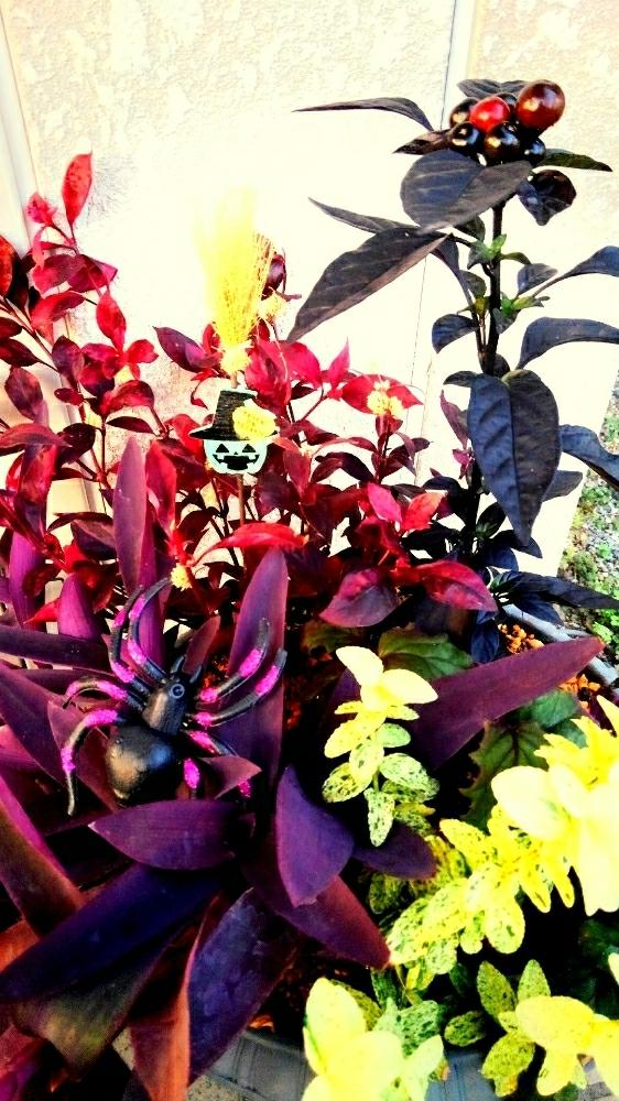 紫御殿 セトクレアセア パープルハートの投稿画像 By Stᗩkittyさん 赤葉センニチコウ レッドフラッシュと観賞用トウガラシ ブラックパールと ハロウィンアレンジ フォトコンテスト18と観葉植物と寄せ植えとハッピーハロウィン18とハロウィン 18月10月26日