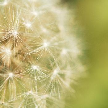 たんぽぽの綿帽子の投稿画像一覧 Greensnap グリーンスナップ