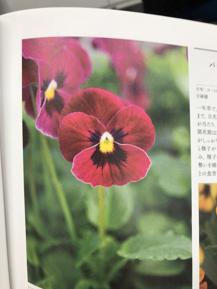 ガクガクさんの投稿画像 18 10 26 14 11 47 0 Greensnap グリーンスナップ Greensnap グリーンスナップ