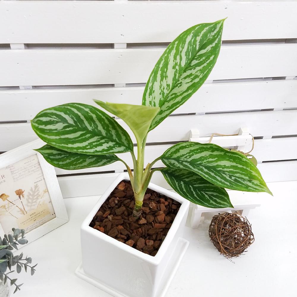 現品】アグラオネマ ニティドゥム カーティシー - 植物/観葉植物