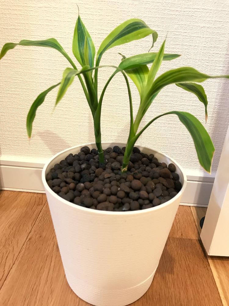 ドラセナサンデリアーナの投稿画像 By こゆづさん 玄関と観葉植物と成長を見守りますと植中毒と100均観葉植物とほとんど放置と毎日癒されますと観葉植物と 成長を見守りますと植中毒と100均観葉植物とほとんど放置と毎日癒されます 18月10月27日 Greensnap