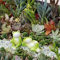 火祭り,シロボタン,オウゴンマルバマンネングサ,霜の朝（しものあした）,メセンブリアンセモイデスの画像