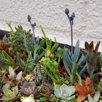 アリッサム,エリシマム,シレネ,ラベンダー,ビオラの画像